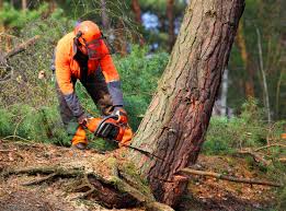 Best Tree Preservation Services  in Glenwood Springs, CO