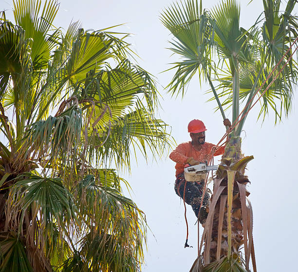  Glenwood Springs, CO Tree Services Pros