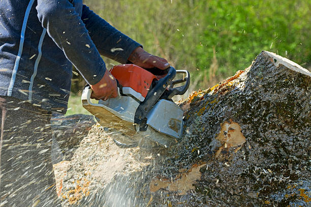 Best Tree Preservation Services  in Glenwood Springs, CO